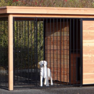 Chenil avec enclos de 2x2 et équipé d'une niche pour chien