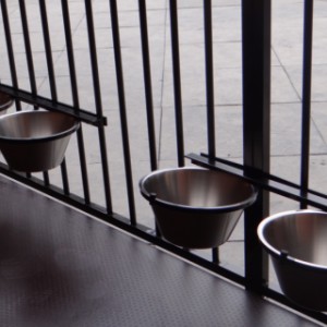 Grand chenil pratique