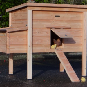 Poulailler Chicky avec pondoir