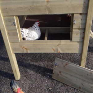 Pondoir du poulailler