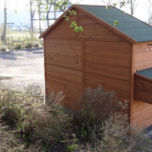 Poulailler avec nichoir et pondoir