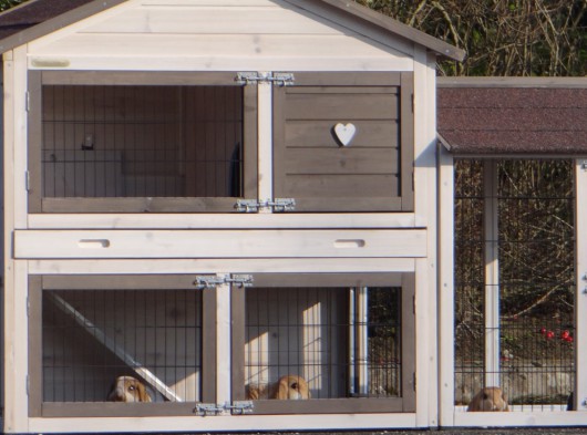 Ensemble d'isolation en plexiglass · pour clapier pour lapin Regular Medium avec 1 enclos