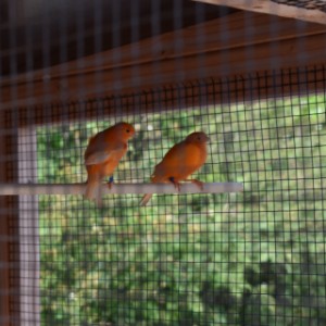 Le volière Flex 2.2 est un bel espace pour vos oiseaux
