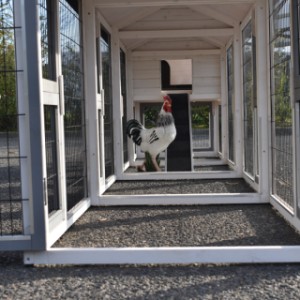 Un vu dans l'enclos du poulailler Prestige Medium