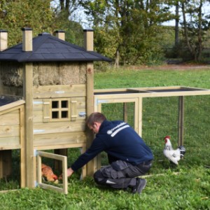 Les poules peuvent s'abriter sous le poulailler