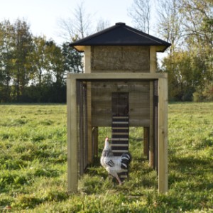 Un vu dans l'enclos du botte de foin Rosanne