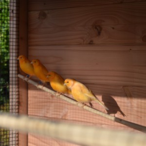 Volière Flex 3+.1+ offre beaucoup d’espace pour vos oiseaux