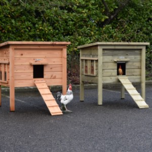 Le poulailler Chicky 2 est disponible aussi bien en bois de Douglas qu’en bois d’épicéa imprégné