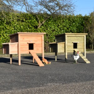 Poulailler Chicky 2 est disponible en bois de Douglas et bois d'épicéa impregné