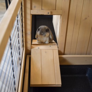 Clapier pour rongeurs Anna Double - Grâce aux ouvertures sur les côtés, le lapin ou le cochon d'Inde peut facilement passer dans l’autre clapier.