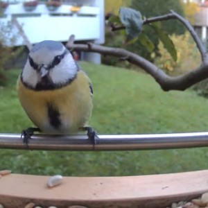 Une mésange bleue curieuse au mangeoire Sanilu – la nature à portée de main !