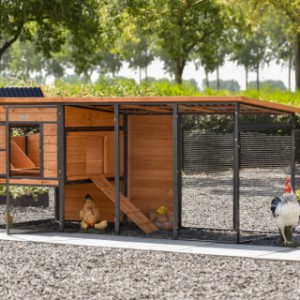 Poulailler Judy a plusieurs portes