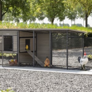 Poulailler Judy est approprié pour 4 à 9 poules
