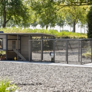 Poulailler Judy a plusieurs portes