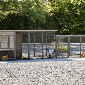 Poulailler Judy avec enclos offre beaucoup d'espace pour vos poules