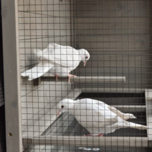 Les oiseaux se sentent parfaitement chez eux dans la volière murale Matty Large