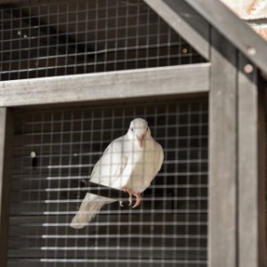 La volière murale Matty Small offre chaque jour beaucoup de plaisir à vos oiseaux