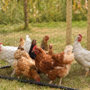 Les poules profitent pleinement du grattage dans l’enclos spacieux.
