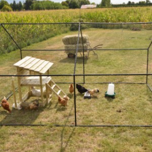 Vos poules ont toute la liberté de mouvement dans le parc à poules Grande.