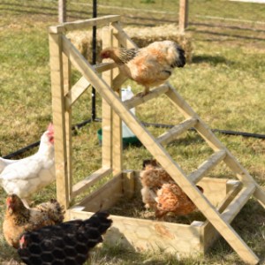 En option, vous pouvez commander un bac à sable pour poules avec l’échelle.