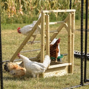 Échelle pour poules 61x87x90cm