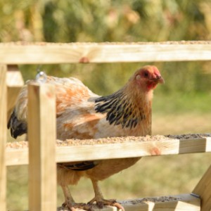 Voyez-vous la poule profiter sur l’échelle pour poules ?