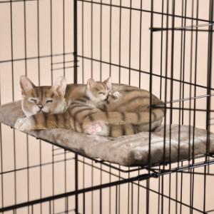 Sur les doux plateaux de repos de la cage pour chat Level, vos chats peuvent se détendre en tout confort !