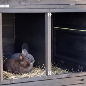L’abri de nuit est équipé d’une cloison, afin que les lapins puissent se reposer en toute tranquillité
