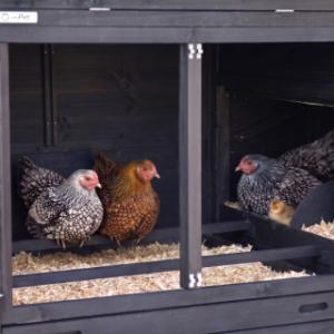 La nichoir de poulailler Prestige Large est équipée avec 2 perches