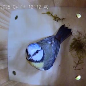 Surveillez avec la caméra ce que font les oiseaux dans le nichoir