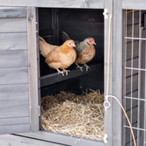 L’abri de nuit du Holiday Medium Black est équipé de 2 perchoirs où vos poules peuvent se reposer confortablement