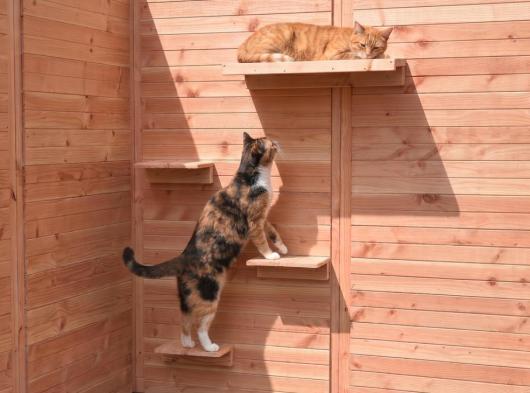 Planches d’escalade et plateforme de repos pour chat en bois de Douglas
