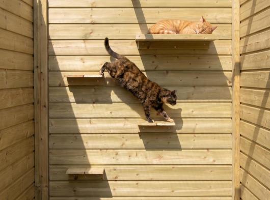 Planches d’escalade et plateforme de repos pour chat en bois d’épicéa imprégné