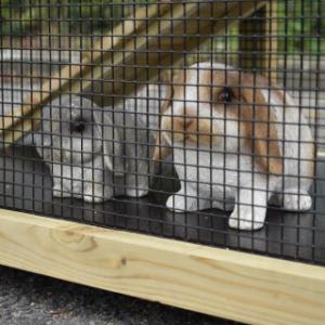 Lapins dans un clapier