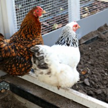 Le clapier Kathedraal XXL peut être utilisé pour poules et lapins