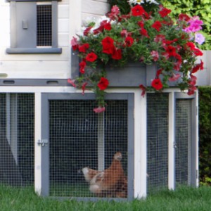 Le clapier pour vos poules Sunshine est un achat pour votre jardin