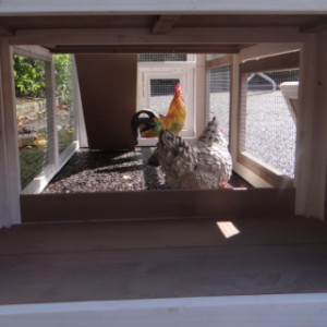 Enclos du poulailler