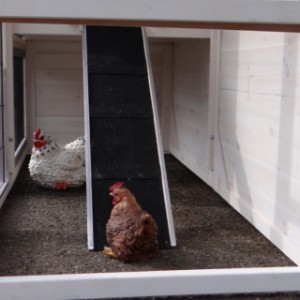 Poulailler avec rampe