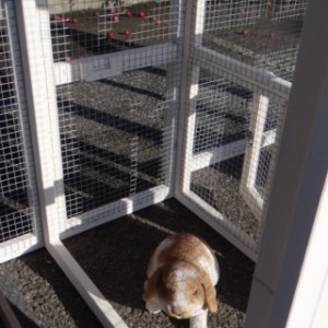 Un vu dans l'arrière du clapier pour lapin Leah