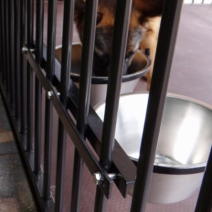 La gamelle double peut être installée dans un chenil noir pour chiens