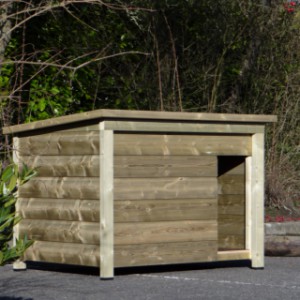 Niche forte pour votre chien