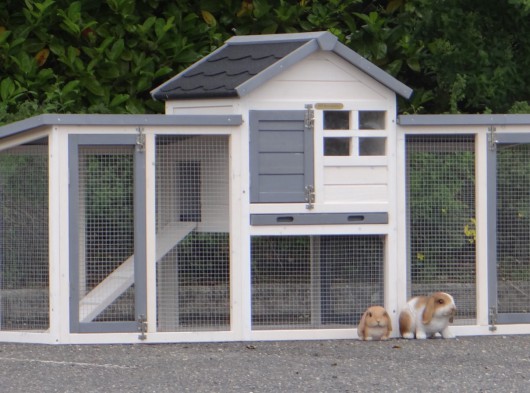 Ensemble d'isolation en plexiglass · pour clapier pour lapin Advance Double