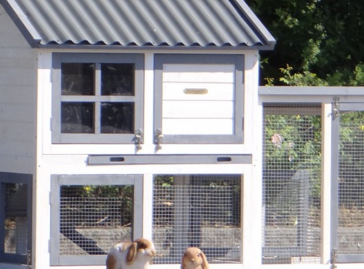 Ensemble d'isolation en plexiglass · pour clapier pour lapin Nice avec enclos Advance