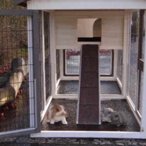 Grand enclos sous le clapier