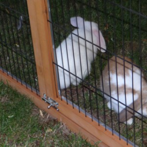 Enclos du poulailler